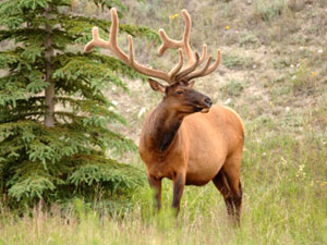 Jasper National Park - elk