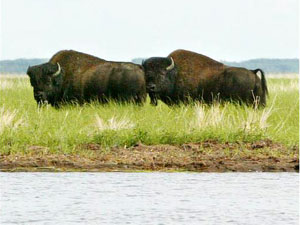 Wood Buffalo National Park - bison