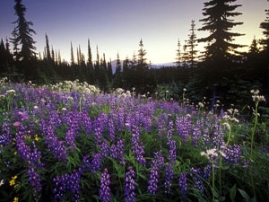 Mount Revelstoke National Park