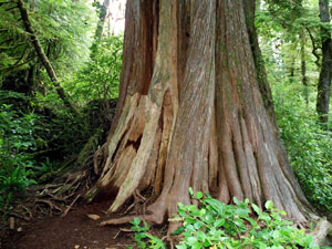 Pacific Rim National Park