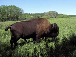 Riding Mountain National Park - bison