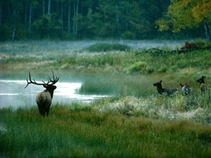 Riding Mountain National Park - elk
