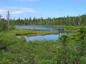 Caribou Plain Trail - Fundy National Park