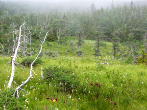 Cape Breton Highlands Cabot Trail