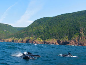 Cape Breton Highlands - whales