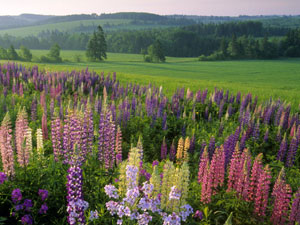 Prince Edward Island - lupins in bloom