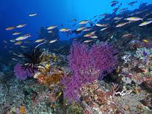 Arrecifes de Cozumel National Park